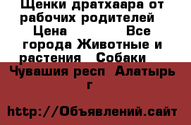 Щенки дратхаара от рабочих родителей › Цена ­ 22 000 - Все города Животные и растения » Собаки   . Чувашия респ.,Алатырь г.